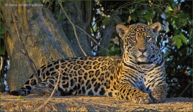 Guyana-is-one-of-few-places-where-the-jaguar-thrives-Photo-by-Steve-Winter