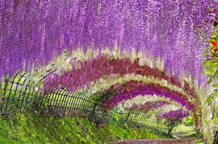 wisteria walk japan