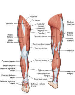 leg muscle
