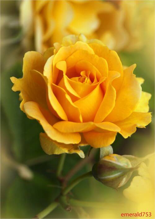 bunga-05-mawar-kuning
