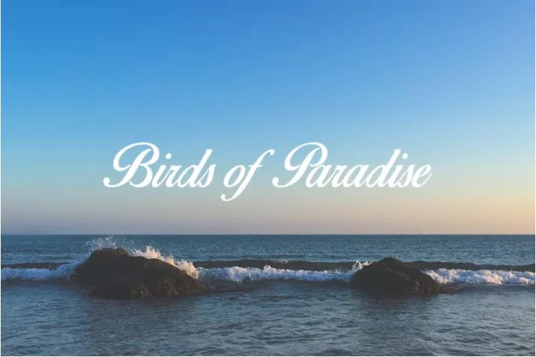 font keren 08 -birds of paradise