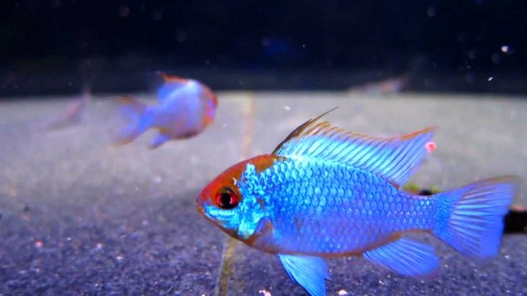 Jenis Ikan Hias Air Tawar Ini Cocok Dipelihara di Aquarium ...