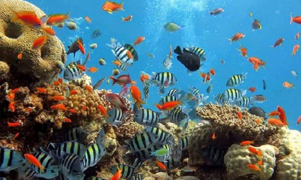 spot diving taman laut olele gorontalo