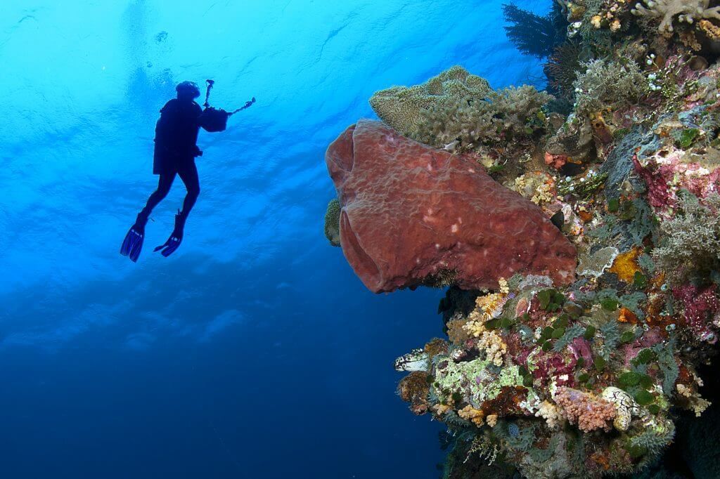 Wakatobi dive