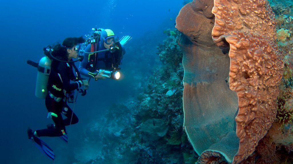 wakatobi orange-elephant-ear-sponge_agelas-clathrodes_mark-snyder