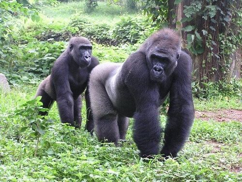 tempat wisata di jakarta kebun binatang ragunan