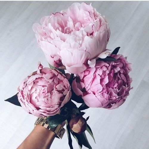 bunga-24-peony