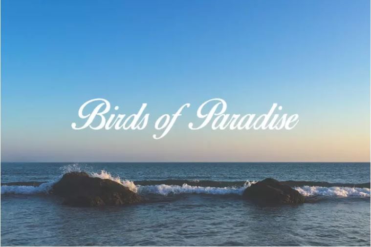 font keren 08 -birds of paradise