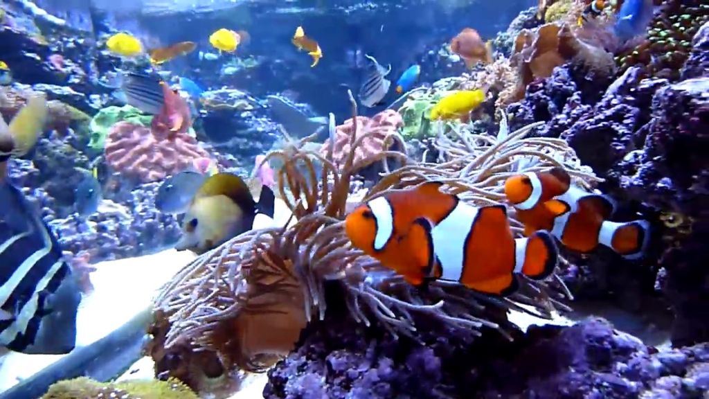 Aquarium hidup dengan ikan kluny dan anemon