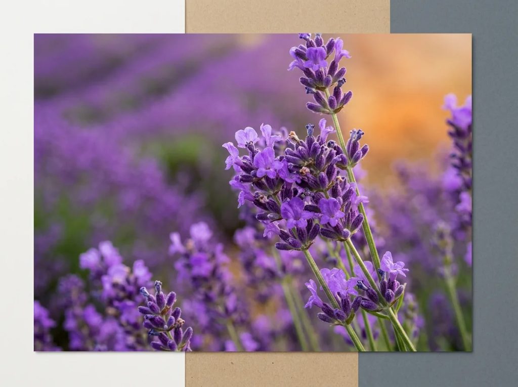 Ladang bunga lavender ungu bergelombang melambangkan ketenangan dan keanggunan