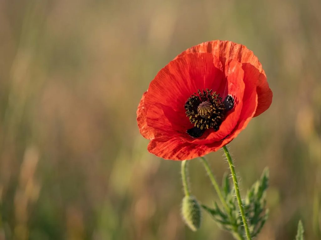 Bunga poppy merah dengan pusat hitam melambangkan kedamaian dan kenangan