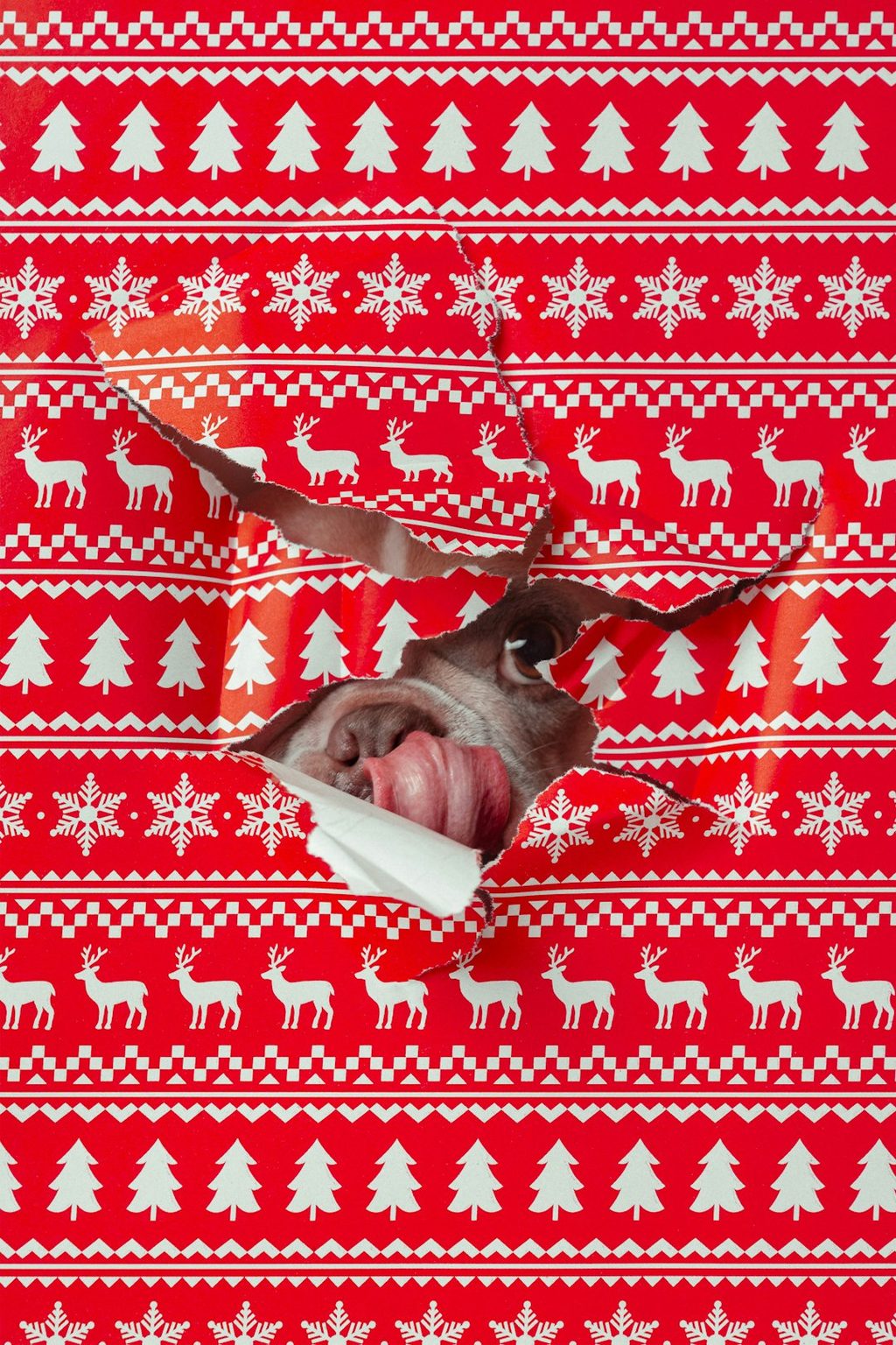 Desain kemasan Natal dengan motif pohon dan rusa, cocok untuk cetak online.