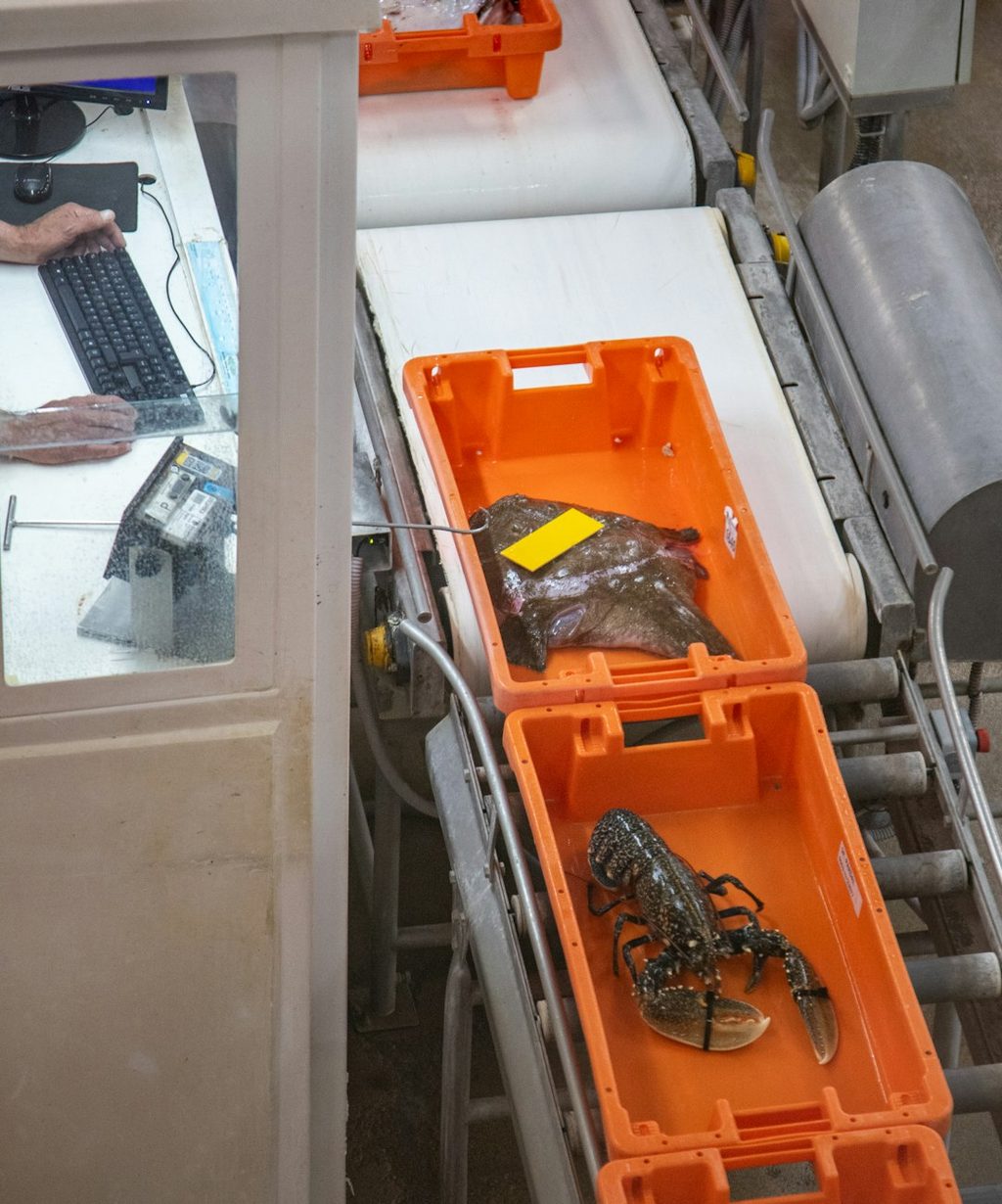 Udang dalam kotak plastik di Uprint.id, layanan percetakan online.