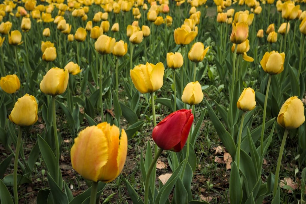 Hamparan tulip merah di antara tulip kuning, menggambarkan pentingnya tampil menonjol melalui pilihan material cetak